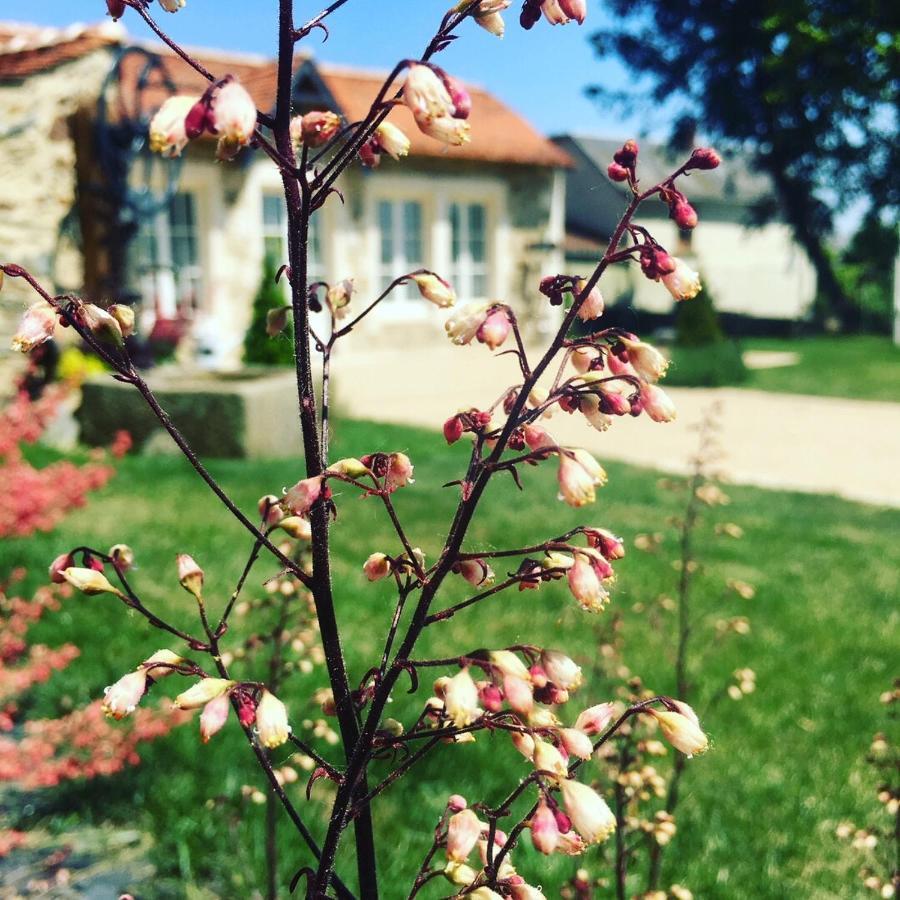 Le Petit Chateau Des Cedres Bed and Breakfast Mouchamps Buitenkant foto